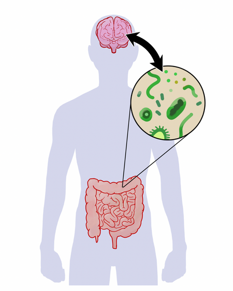 The Gut-Brain Axis: A Communication Network